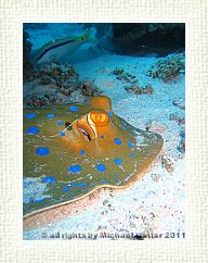 Blue Spot Ray2